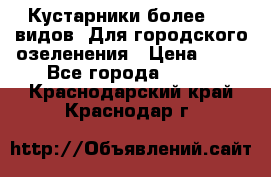 Кустарники более 100 видов. Для городского озеленения › Цена ­ 70 - Все города  »    . Краснодарский край,Краснодар г.